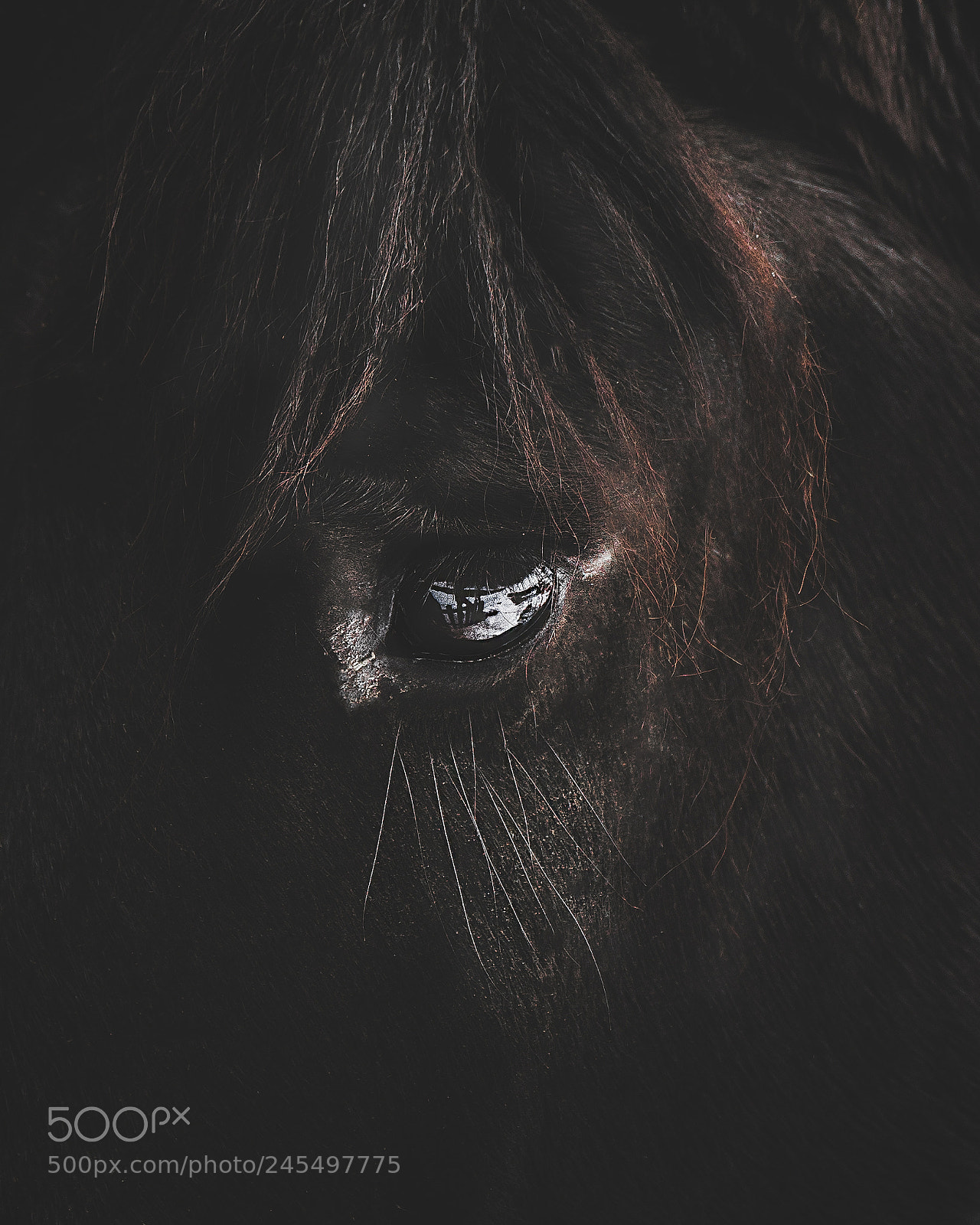 Sony a7R II sample photo. Your eyes are full photography