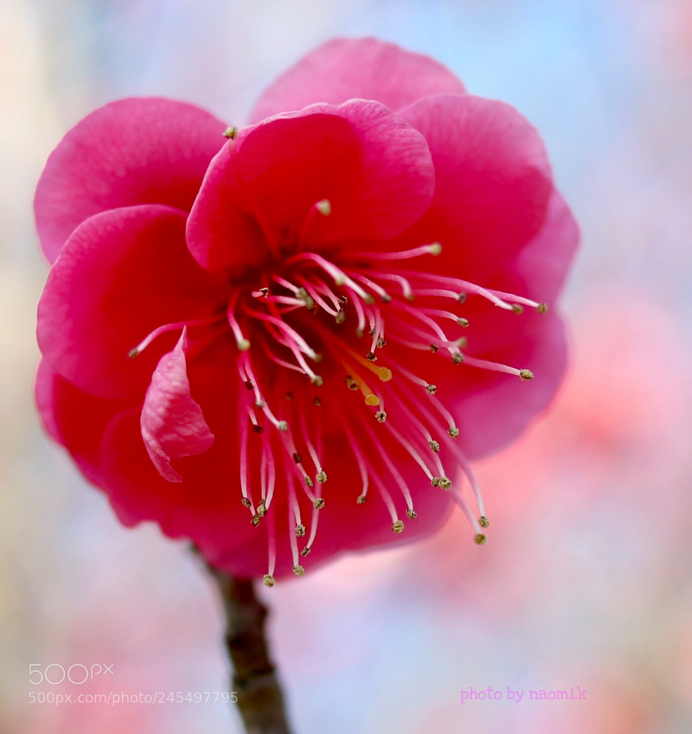Canon EOS M10 sample photo. Plum photography