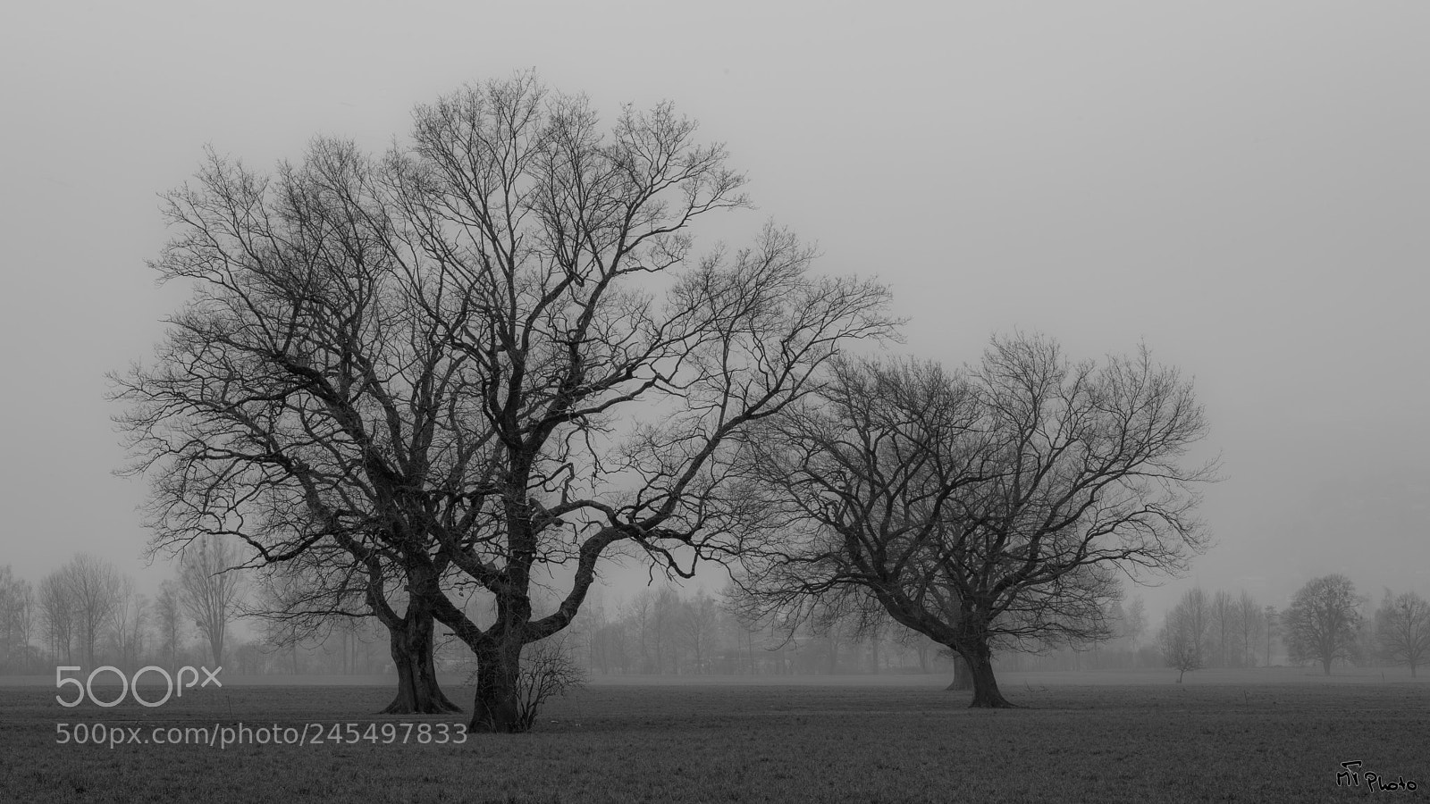 Nikon D800E sample photo. Trees in fog photography