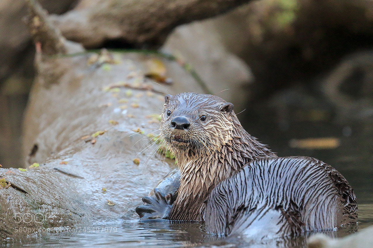 Canon EOS 7D Mark II sample photo. River otter photography
