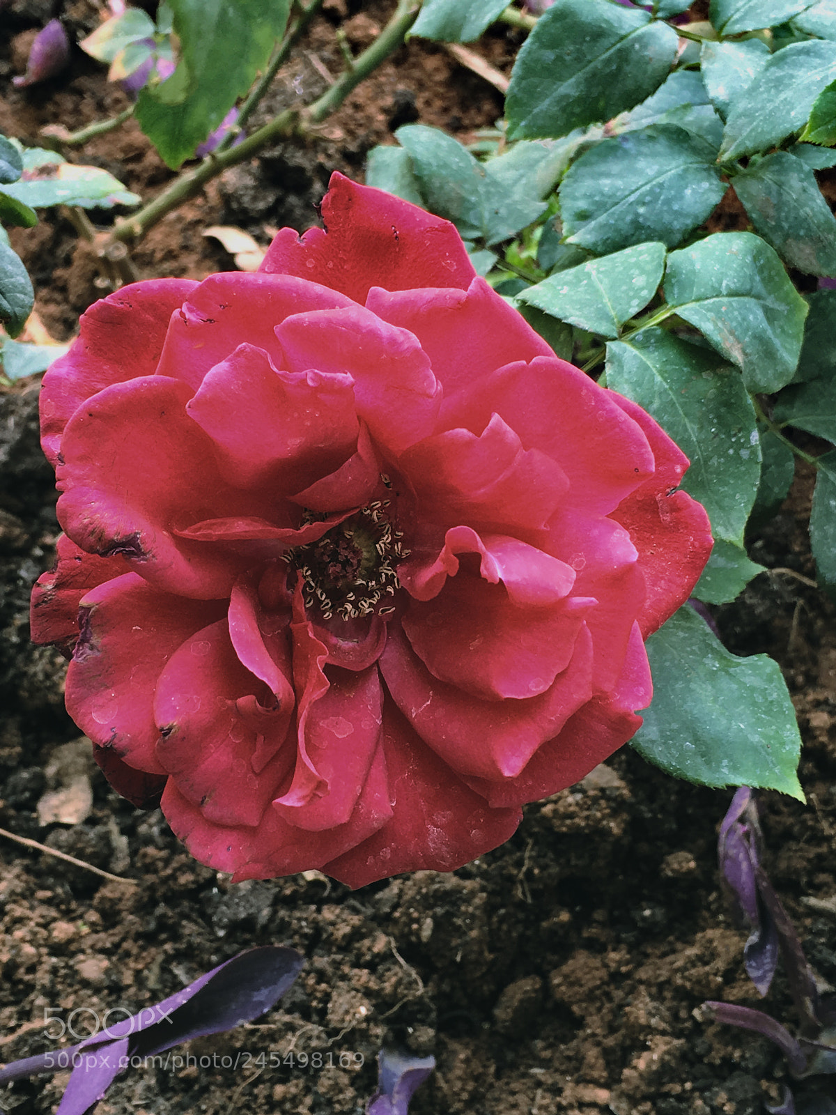 Apple iPhone SE sample photo. Garden pic photography