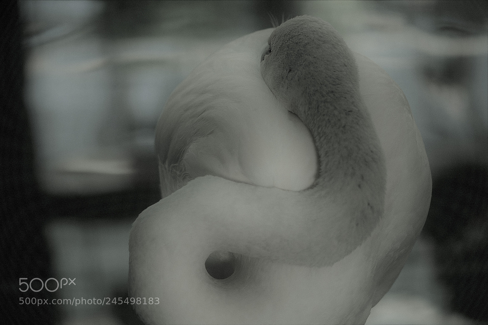 Fujifilm X-T2 sample photo. Flamingo photography