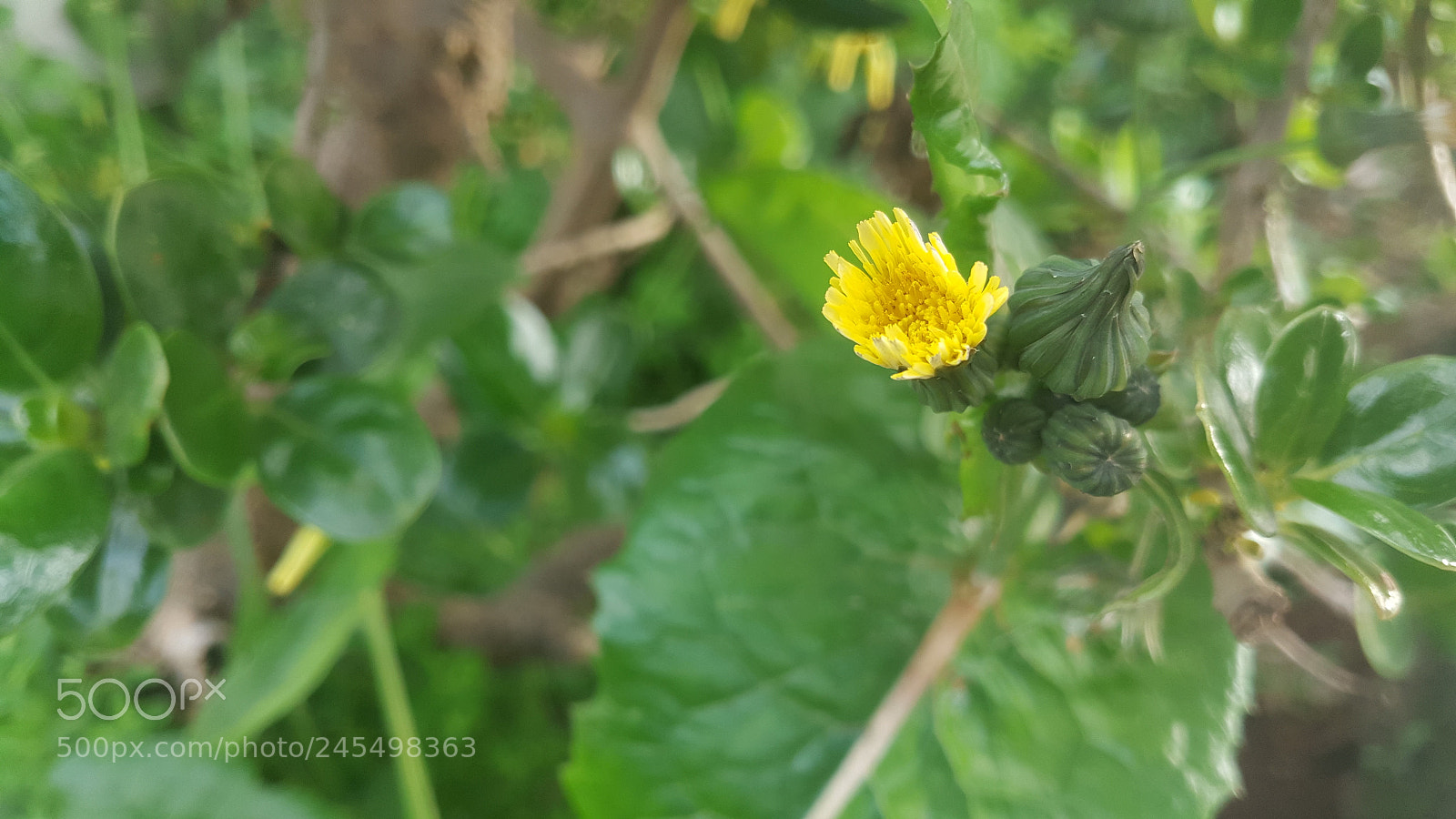 Samsung Galaxy Note5 sample photo. Flower yg photography