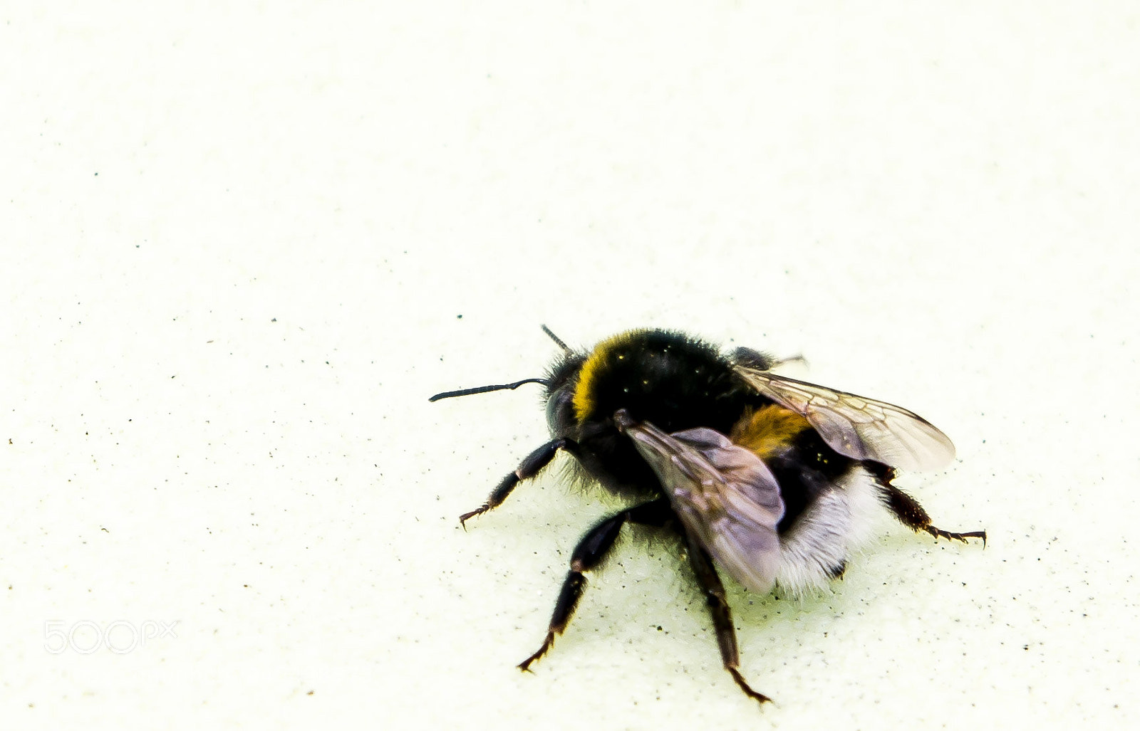 Sony Alpha NEX-5 sample photo. Bumblebee photography