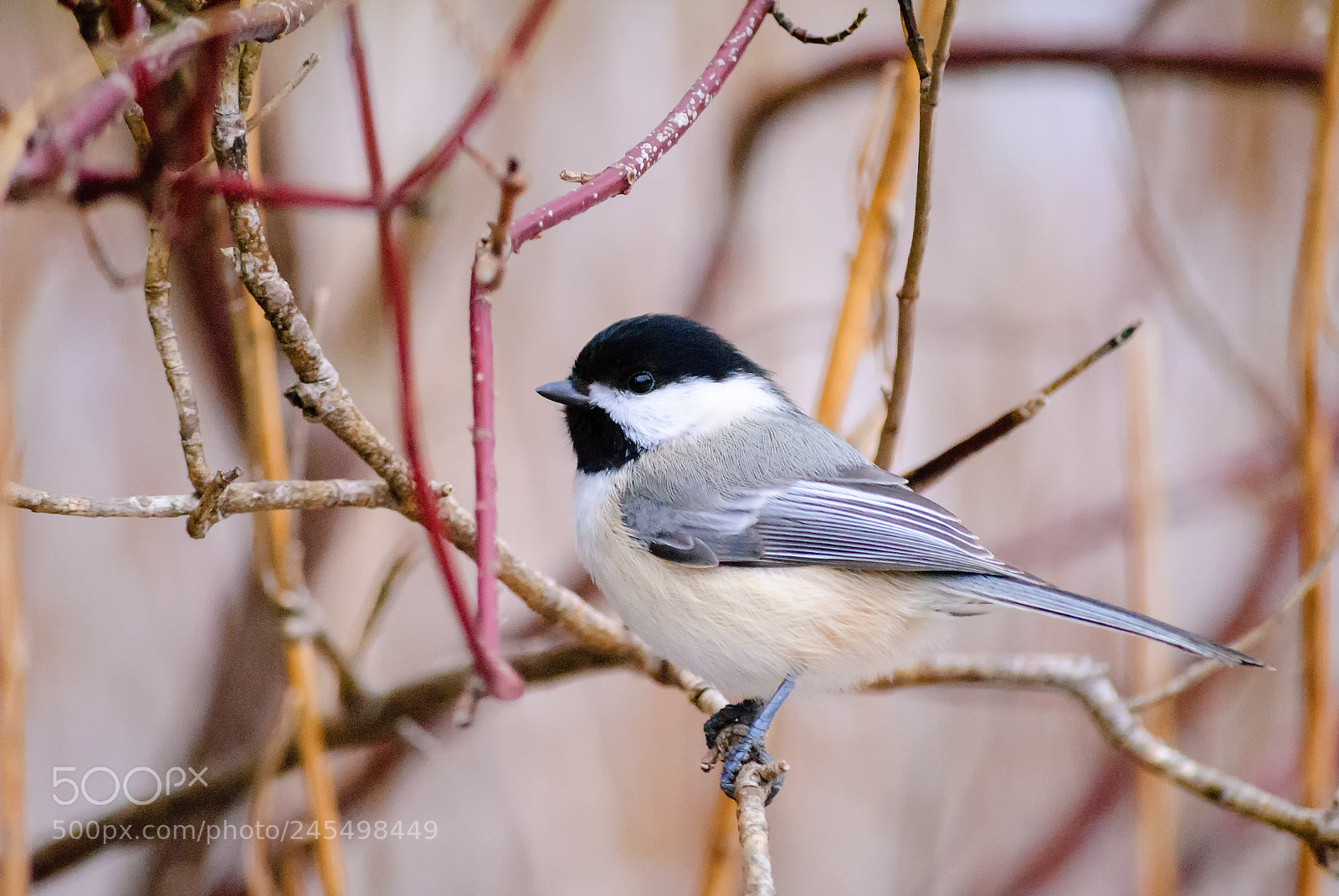 Nikon D3000 sample photo. Chickadee photography