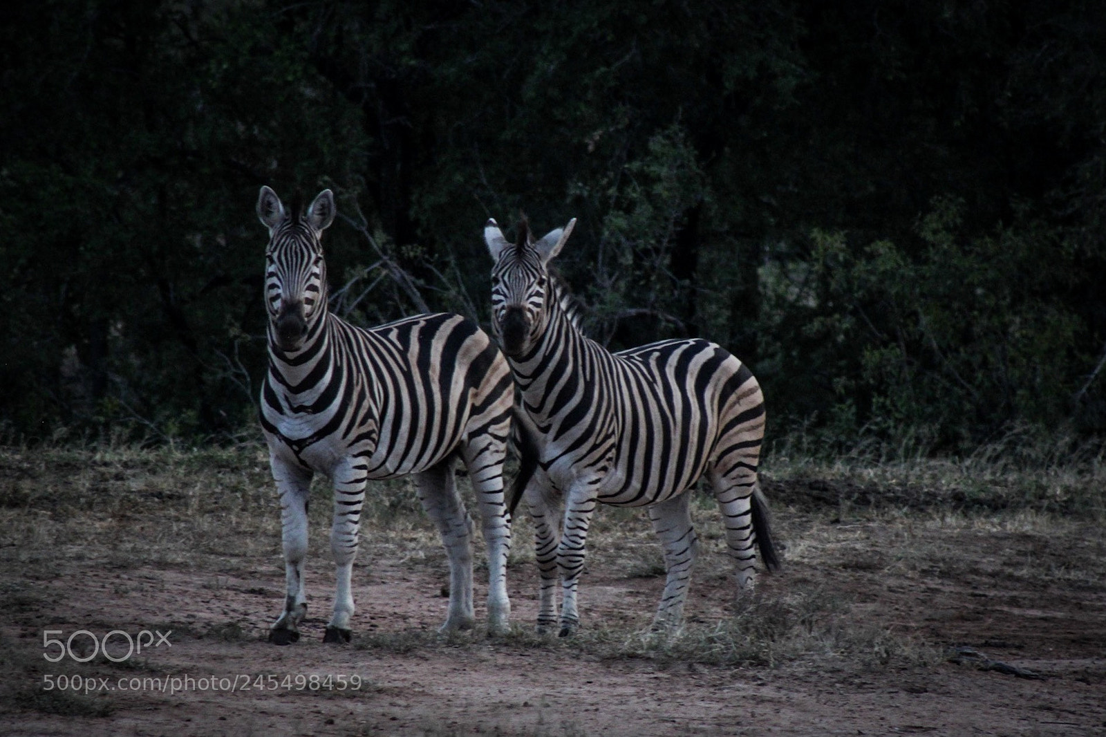 Canon EOS 500D (EOS Rebel T1i / EOS Kiss X3) sample photo. Zebras photography