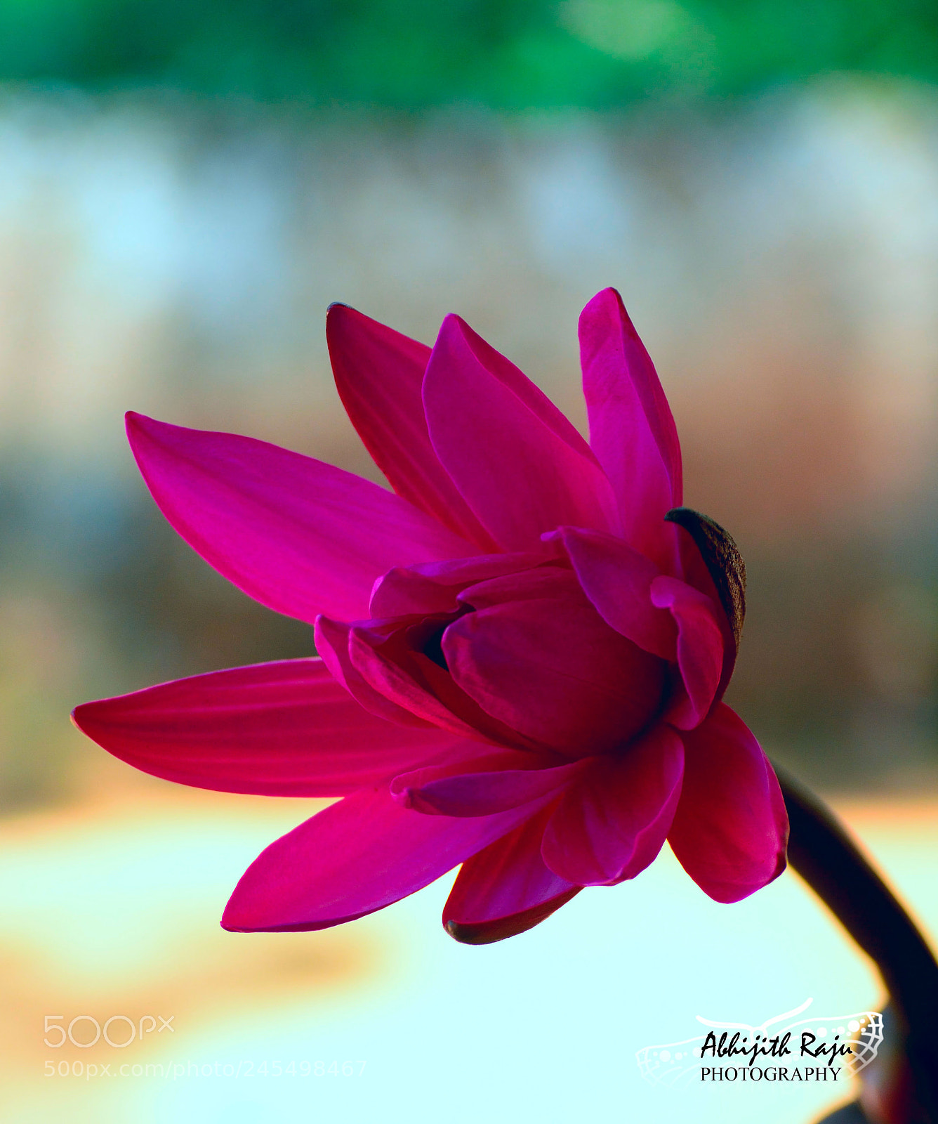 Nikon D5200 sample photo. Pink photography