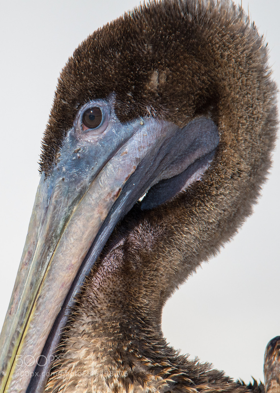Nikon D500 sample photo. Pelican closeup photography
