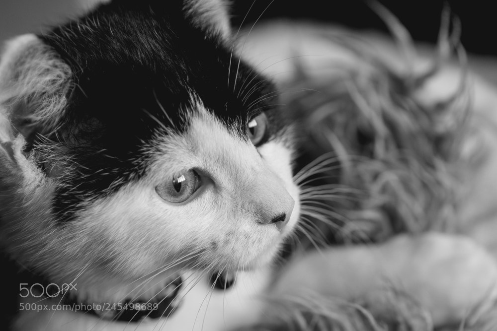 Nikon D5600 sample photo. Macro riggs 2 photography
