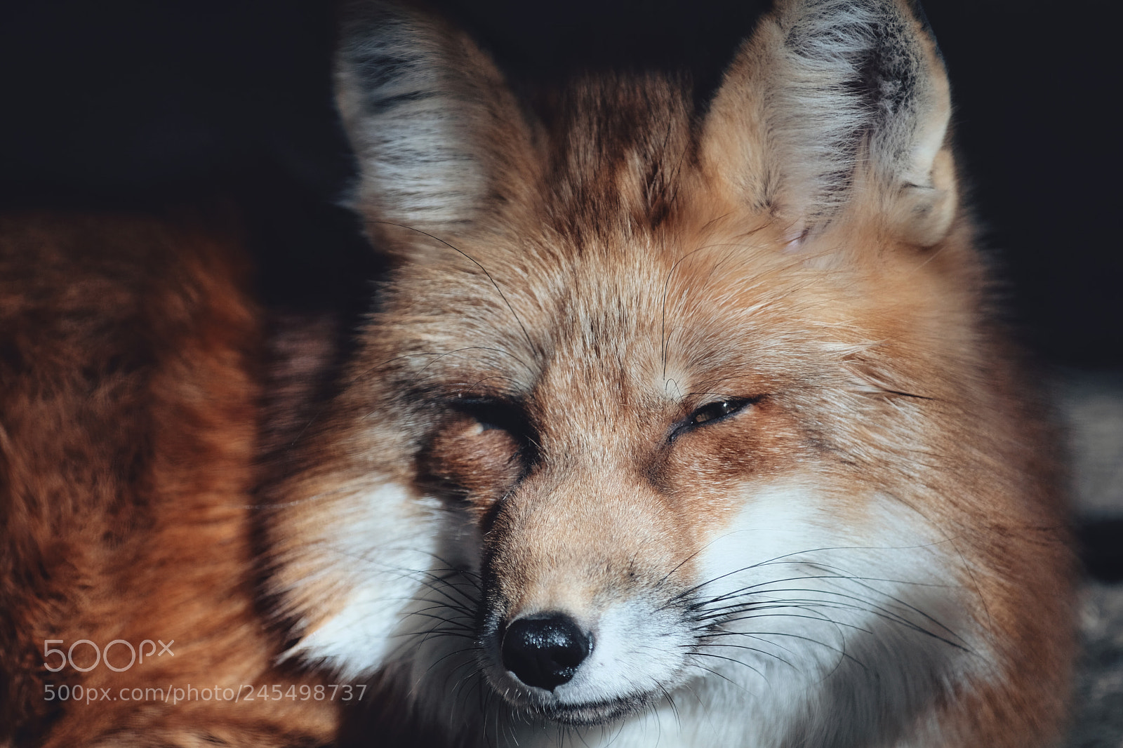 Fujifilm X-Pro2 sample photo. Red fox：北狐 photography