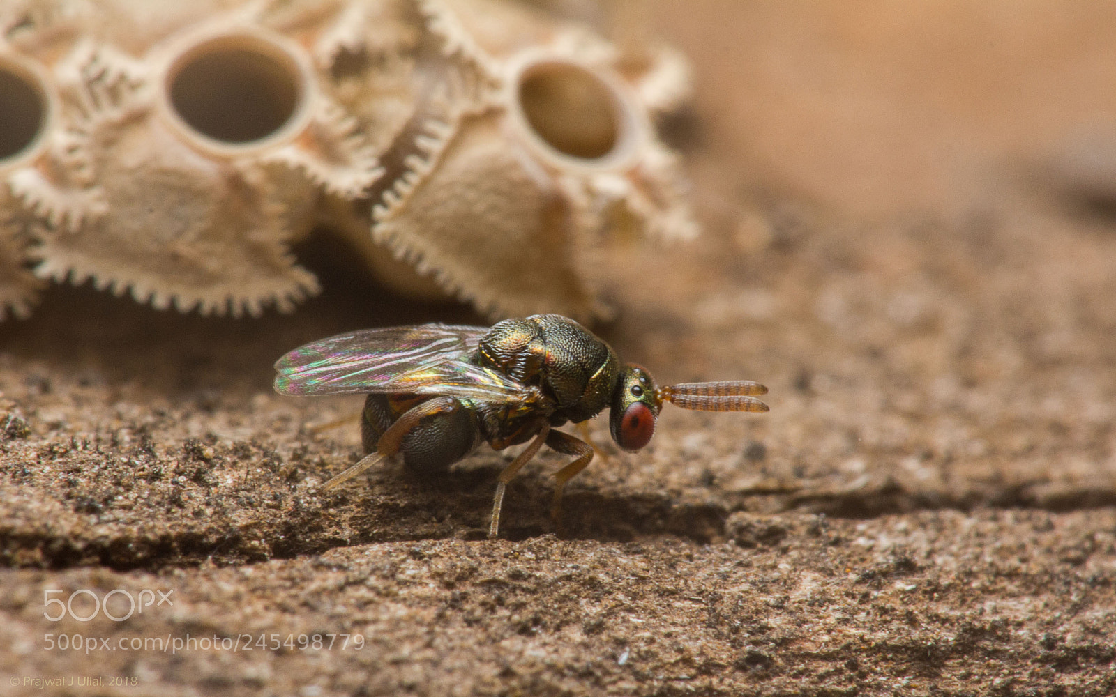 Canon EOS 550D (EOS Rebel T2i / EOS Kiss X4) sample photo. The cuckoo wasp photography