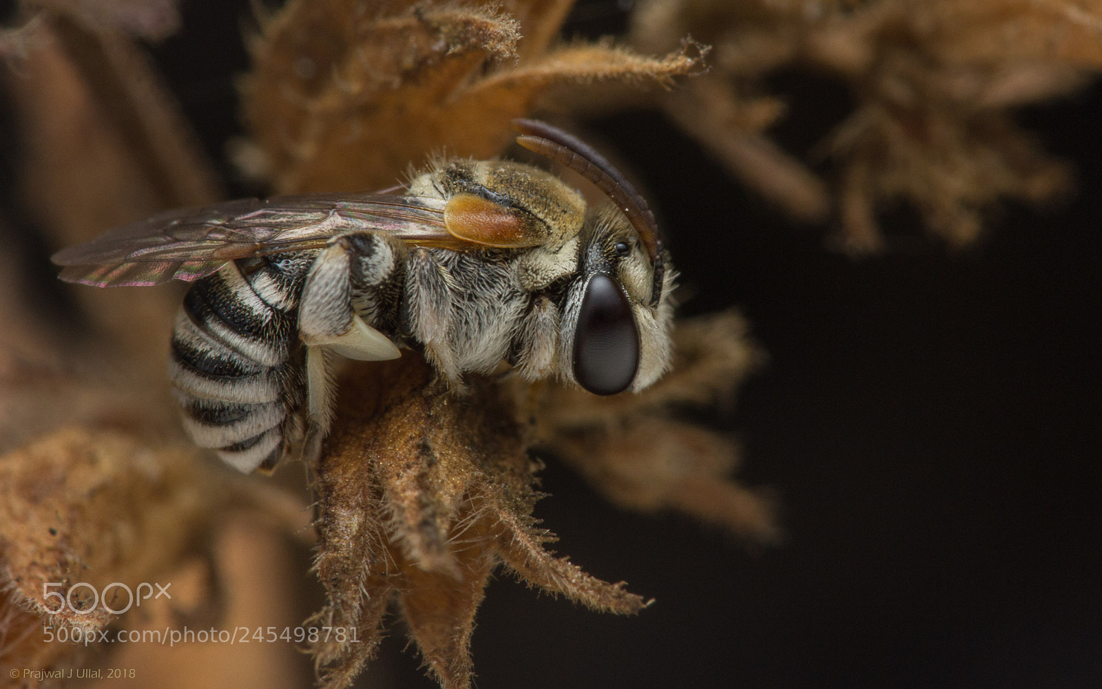 Canon EOS 550D (EOS Rebel T2i / EOS Kiss X4) sample photo. The sleepy bee photography