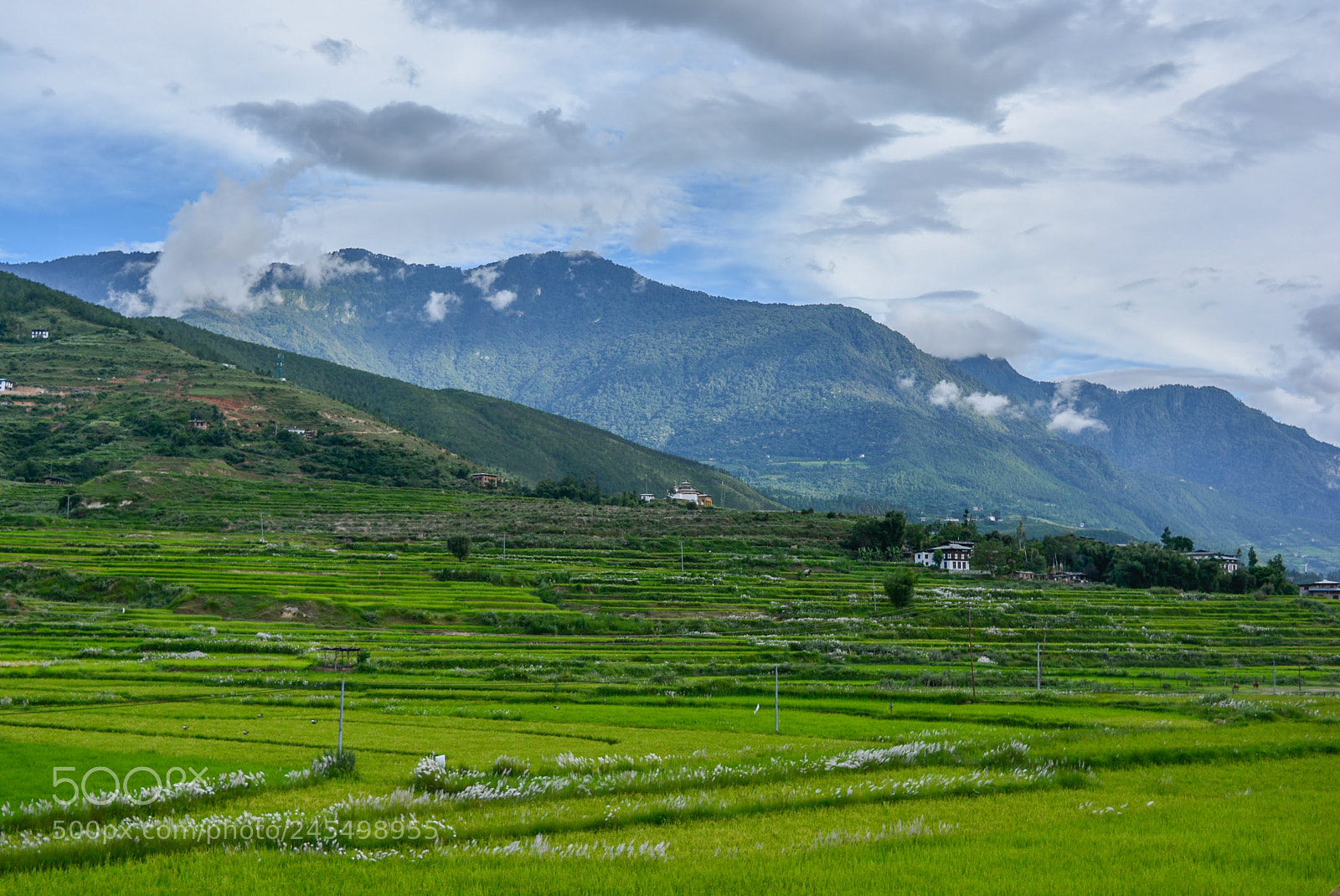 Nikon D5200 sample photo. Green fields in punakha photography