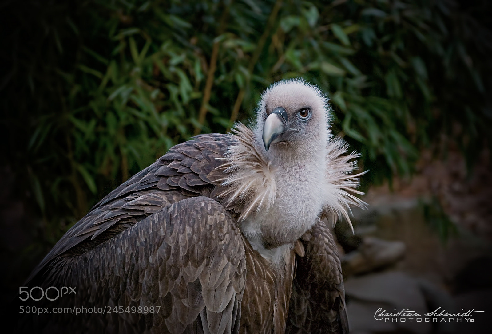 Nikon D80 sample photo. Griffon vulture (gyps fulvus) photography
