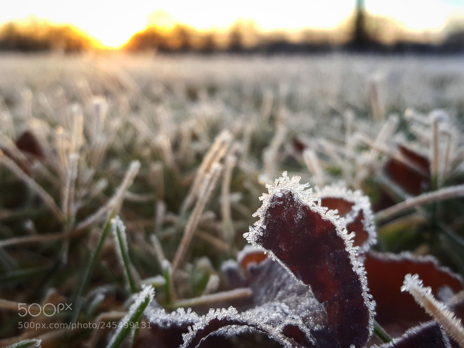 Samsung GALAXY S6 edge sample photo. Frosty leaves photography