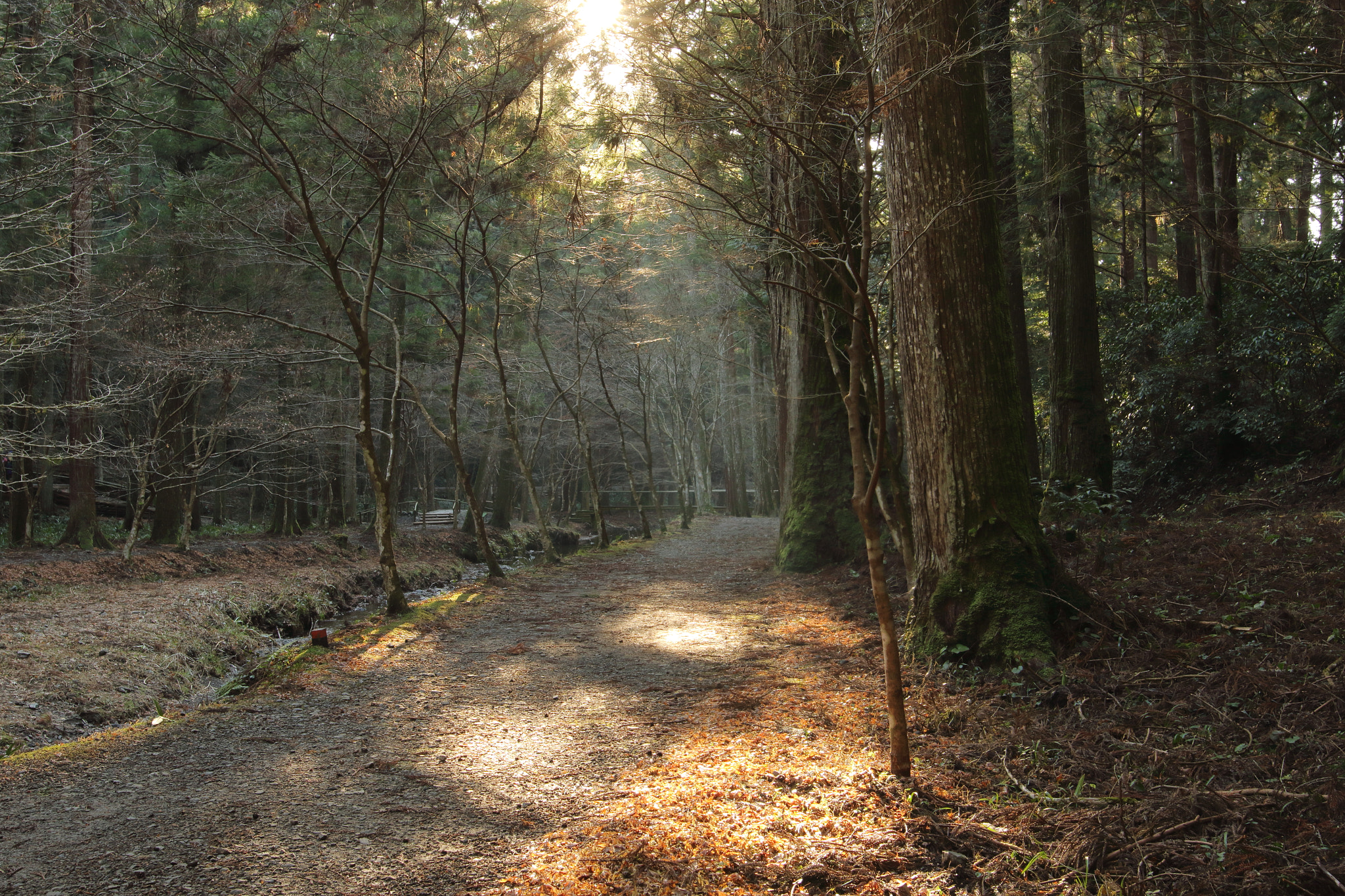 Canon EOS 7D Mark II + Sigma 24mm F1.4 DG HSM Art sample photo. 光。 photography