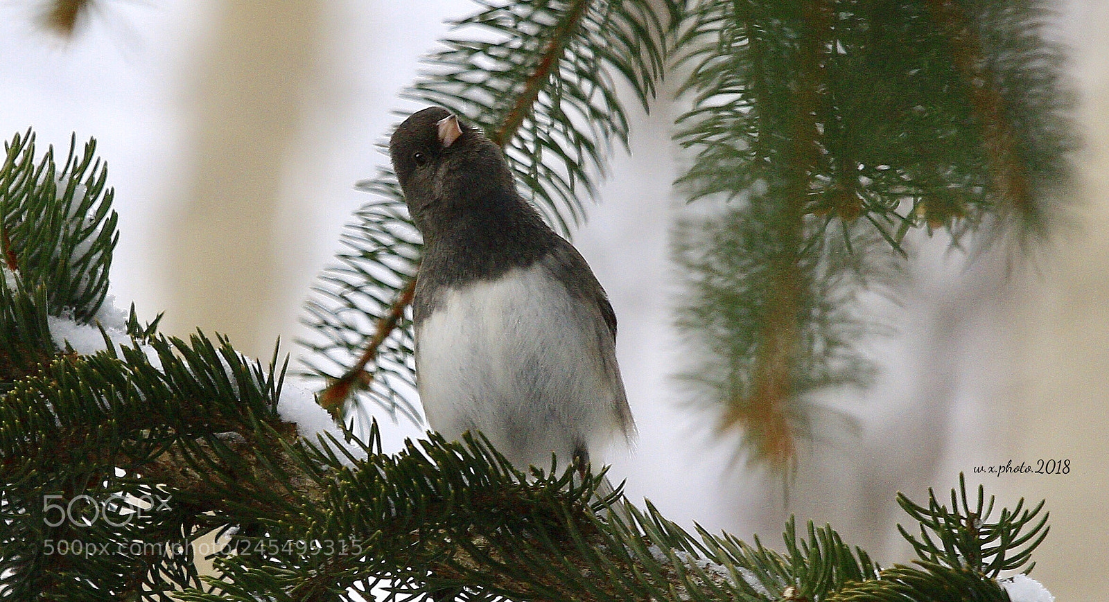 Canon EOS 7D Mark II sample photo. Dark-eyed juncos photography