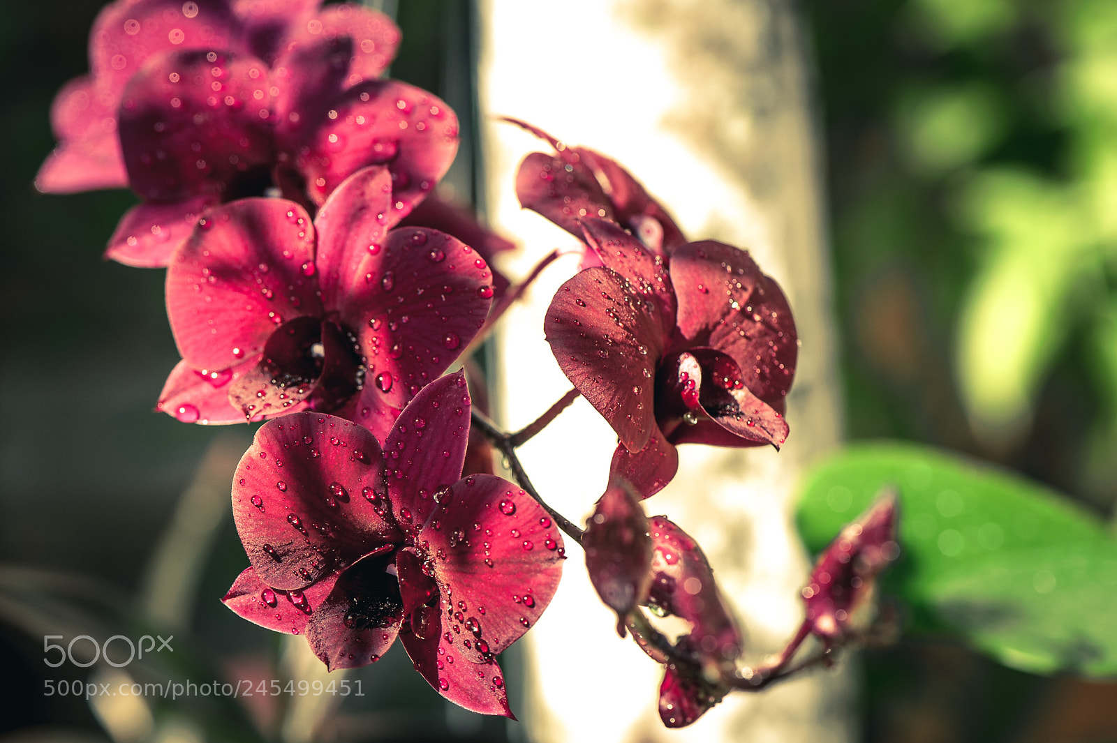 Nikon D700 sample photo. Dendrobium blooming photography