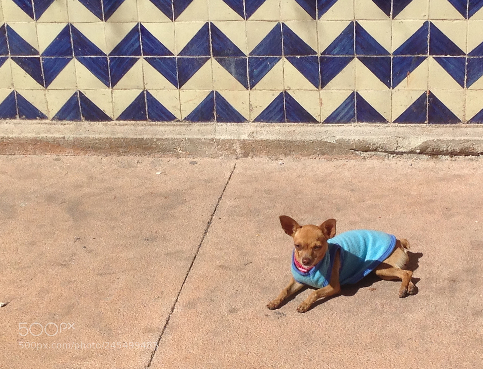Apple iPhone 5 sample photo. Mexican dog photography