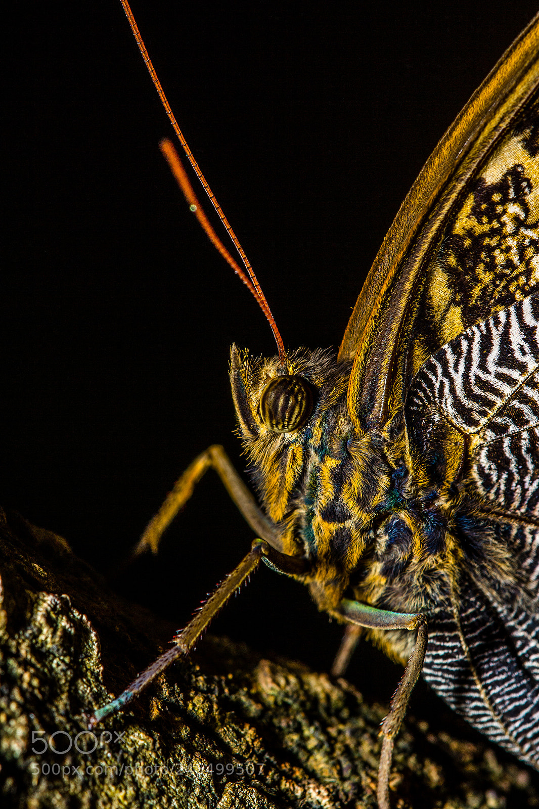 Canon EOS 60D sample photo. Owl butterfly photography
