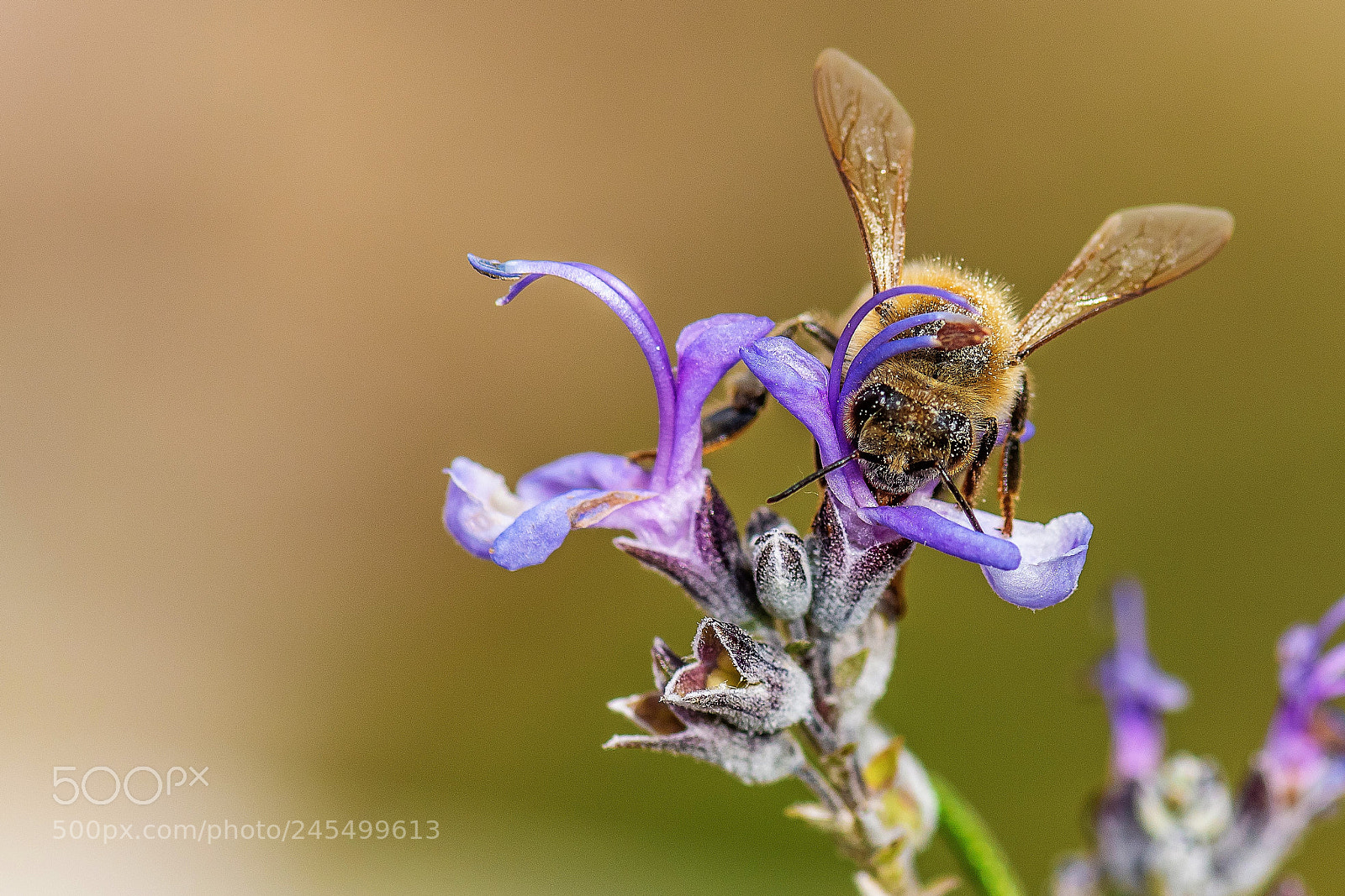 Nikon D500 sample photo. Bee photography