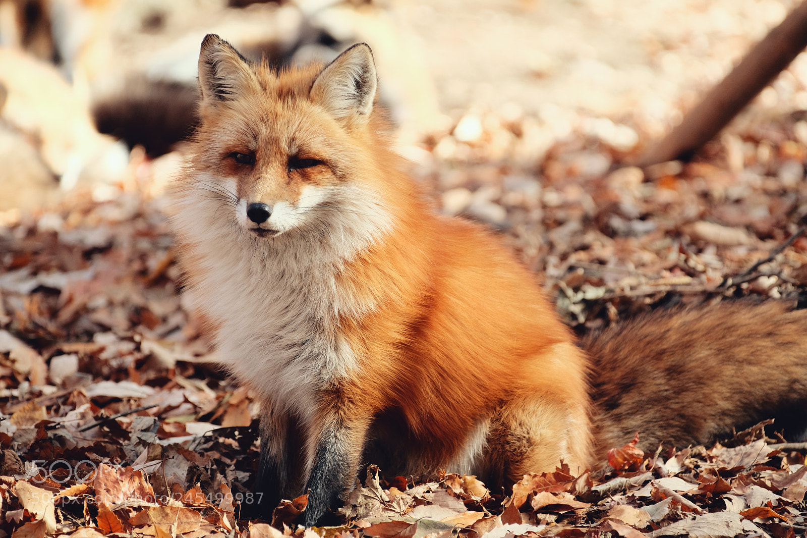 Fujifilm X-Pro2 sample photo. Red fox：北狐 photography
