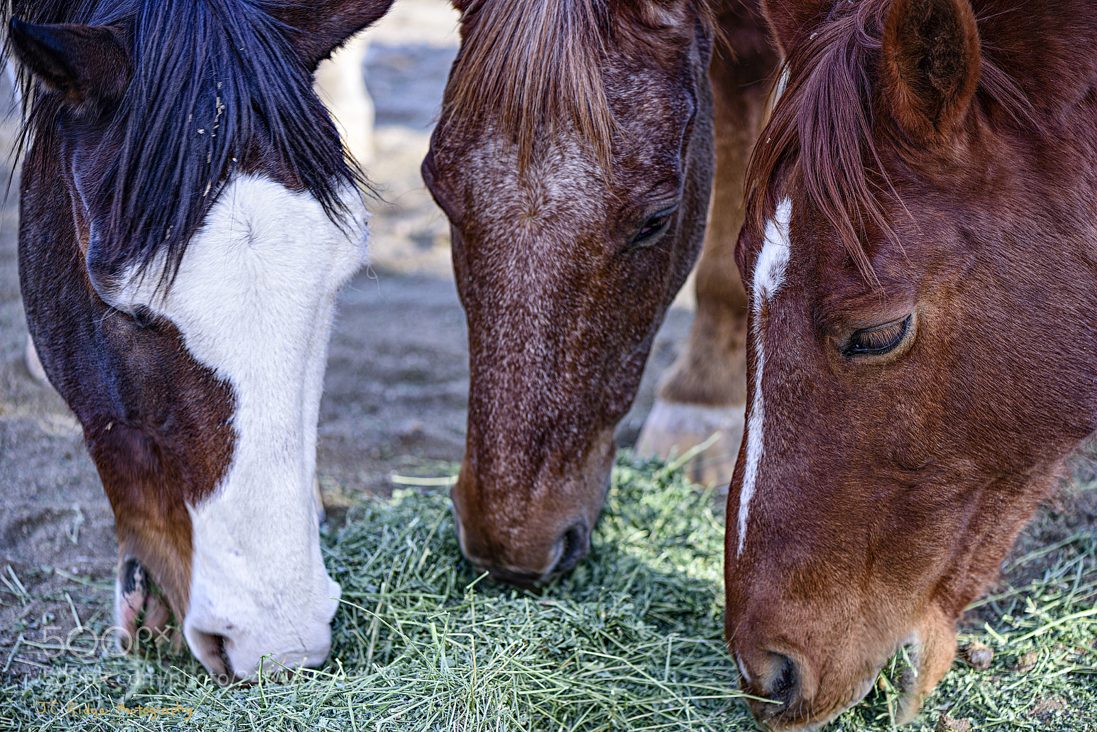 Nikon D810 sample photo. Tres cabalos photography