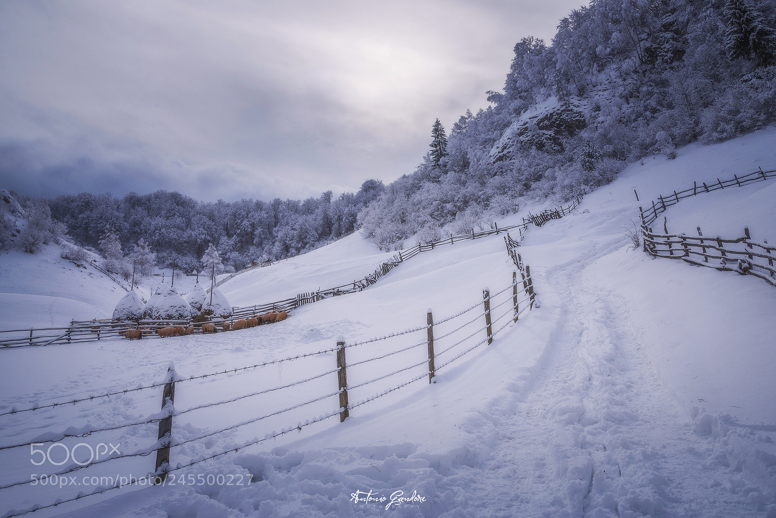 Nikon D610 sample photo. Winter in fundatura ponorului (2) photography