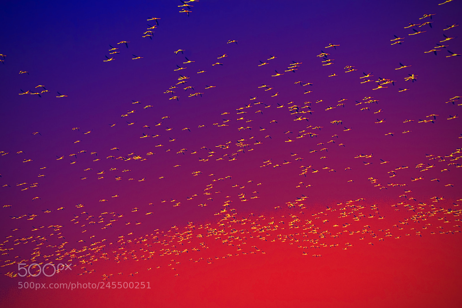 Nikon D7100 sample photo. Flock of pink flamingo photography