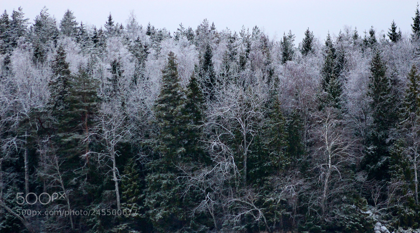 Canon EOS 700D (EOS Rebel T5i / EOS Kiss X7i) sample photo. Beautiful snow-covered trees photography