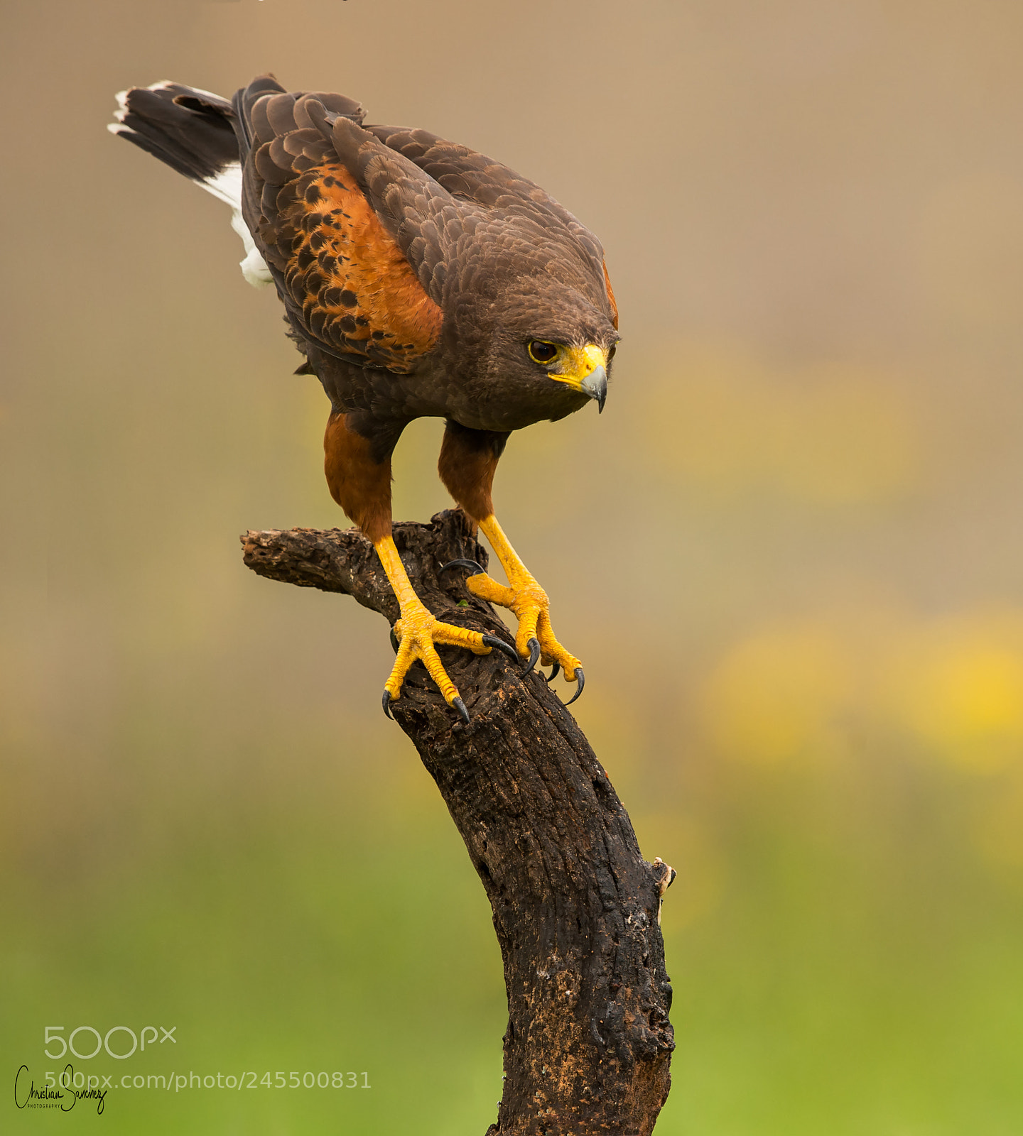Nikon D4 sample photo. Harris's hawk photography