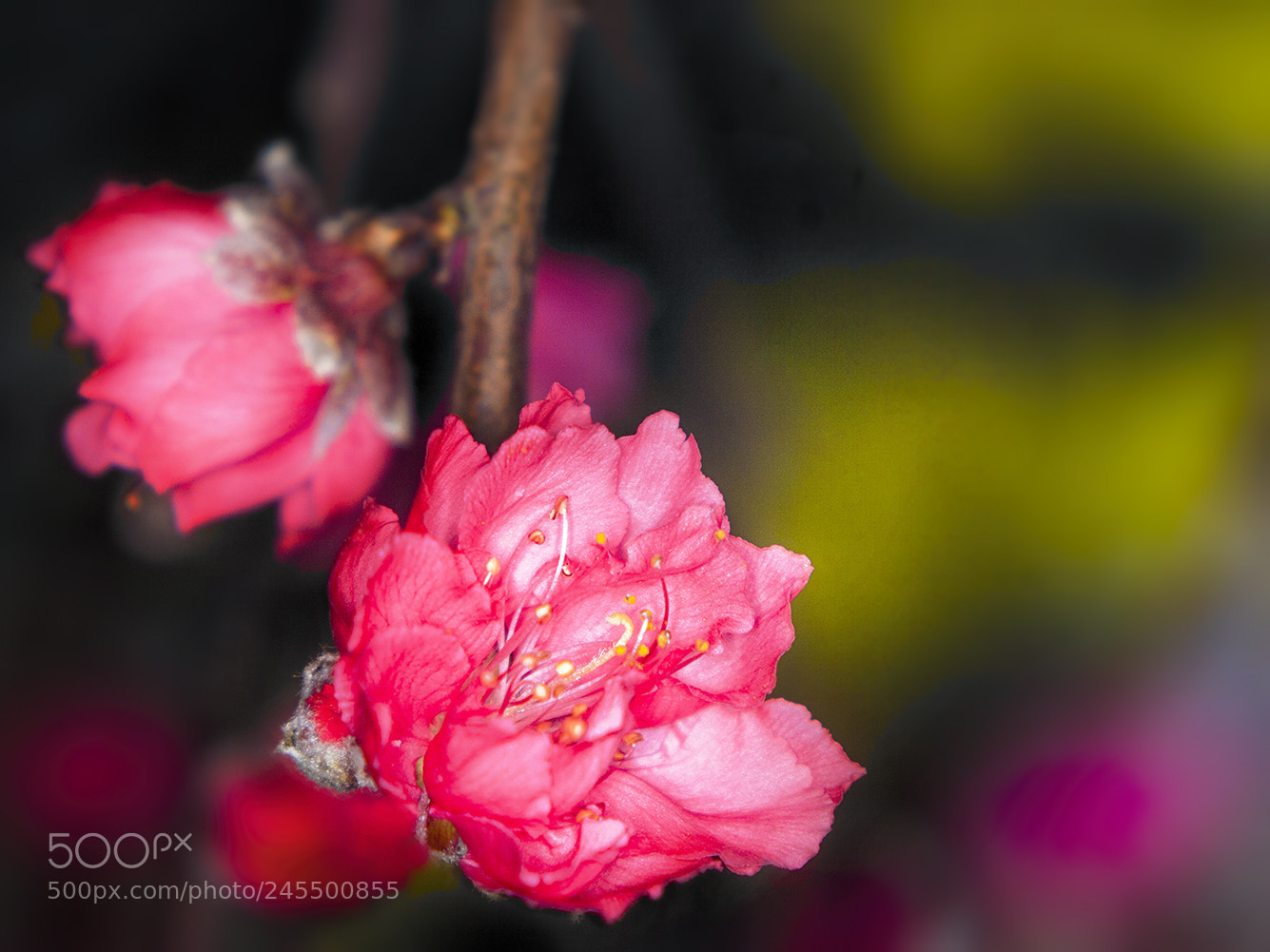 Canon EOS 20D sample photo. 1011522.jpg photography