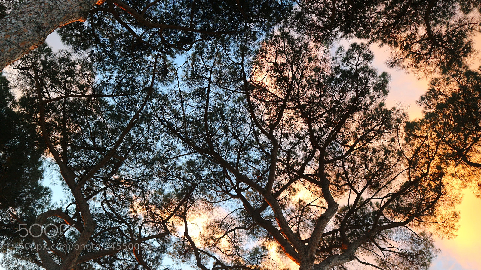 Canon EOS M10 sample photo. Tree photography