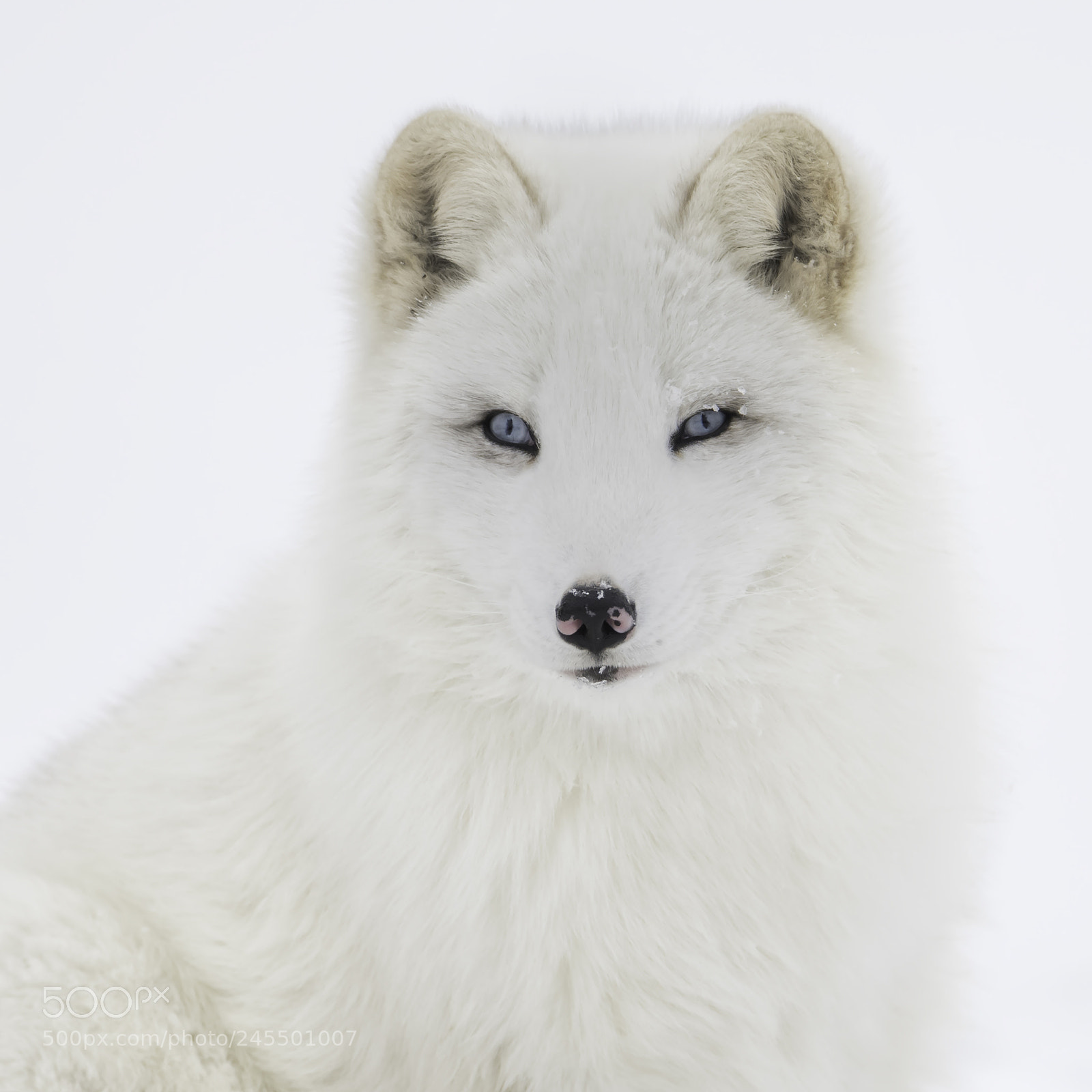 Nikon D850 sample photo. Arctic fox portrait photography