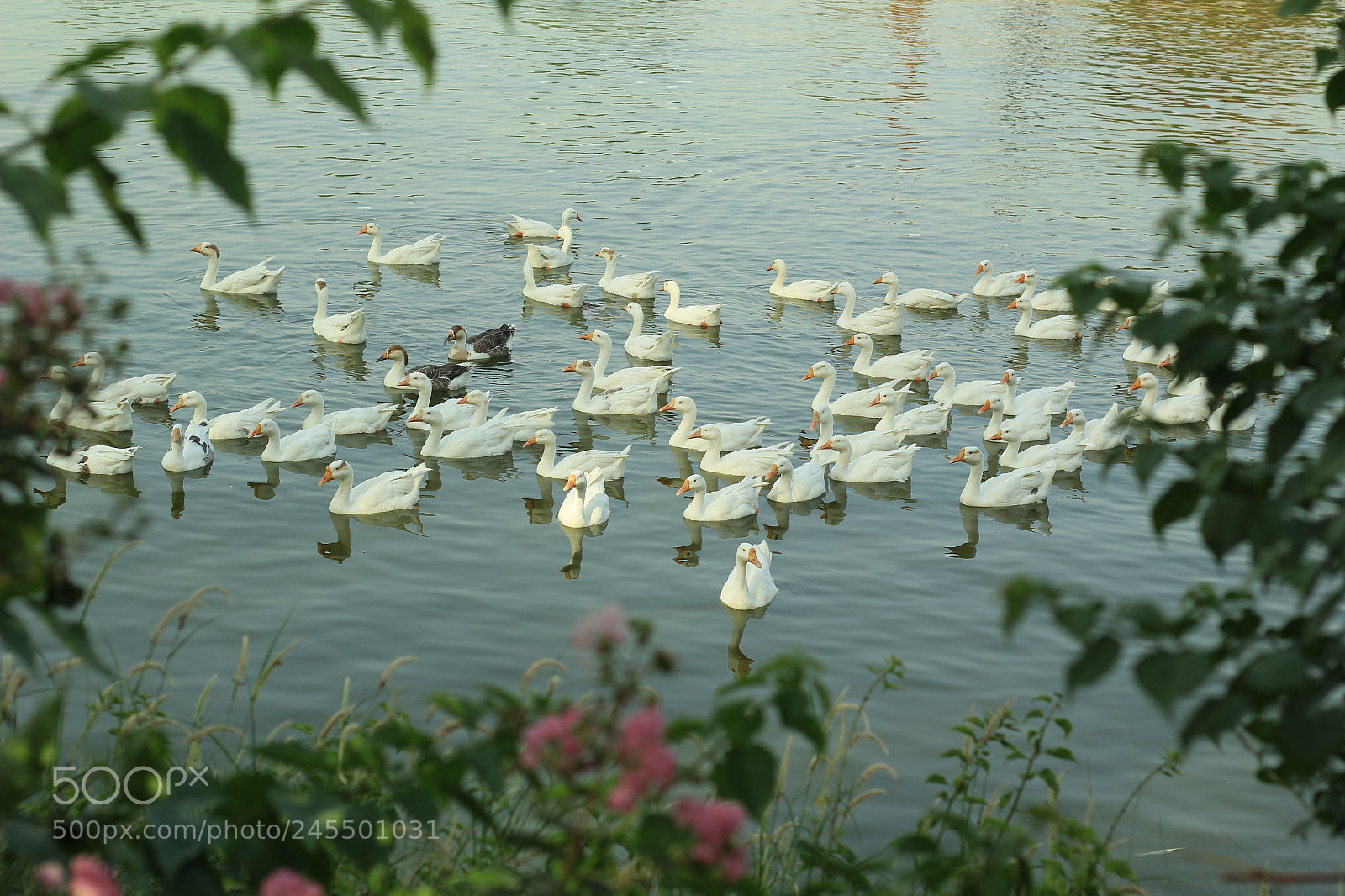 Canon EOS 60D + Canon EF 50mm F1.8 II sample photo. Untitled photography