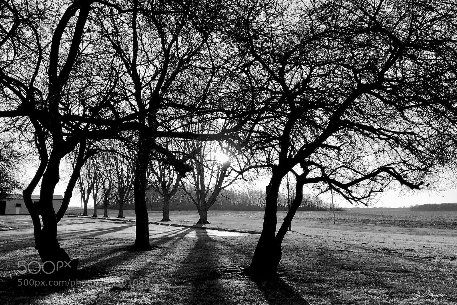 Apple iPhone 6s sample photo. February trees ii photography