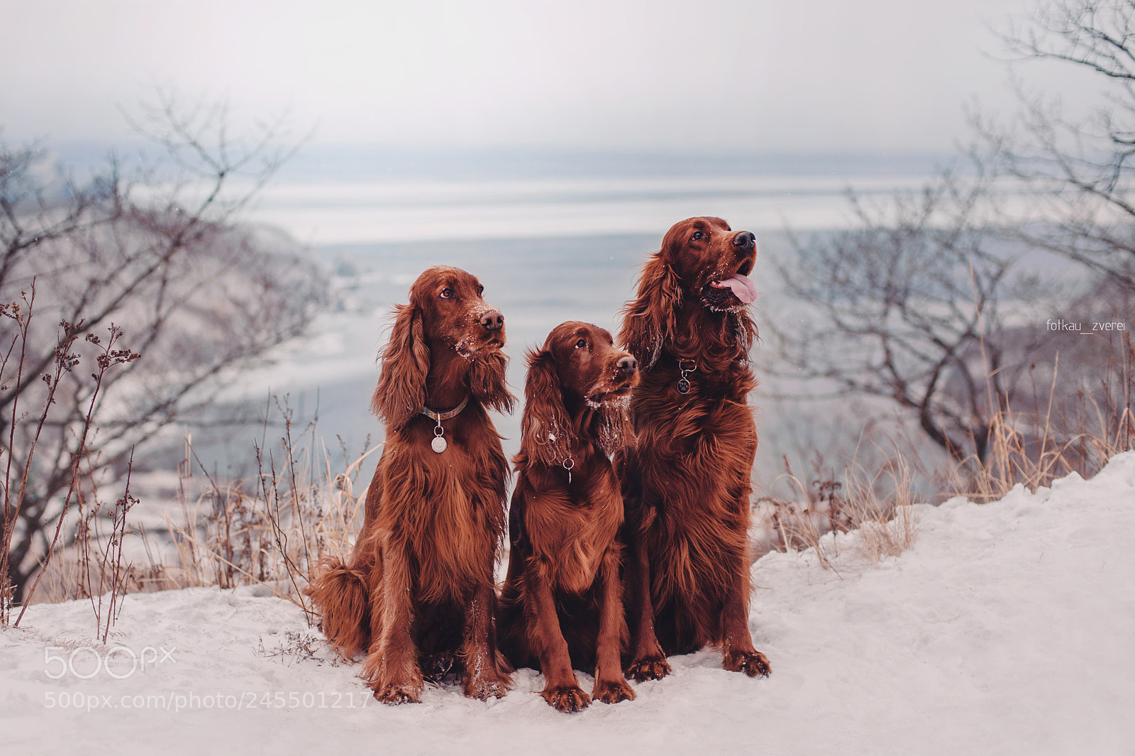 Nikon D700 sample photo. Setters and winter sea photography