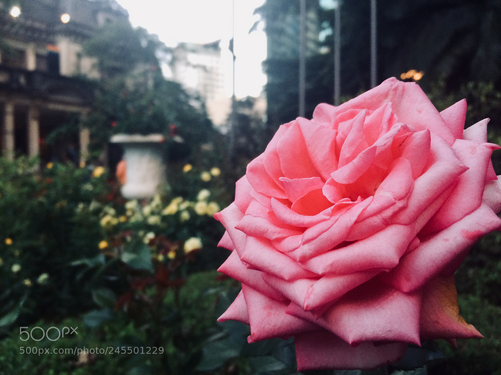 Apple iPhone 5s sample photo. Flor ? photography