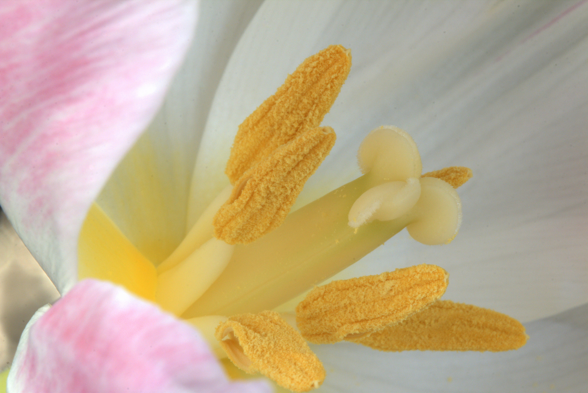 Canon EOS 70D sample photo. Tulip..... photography