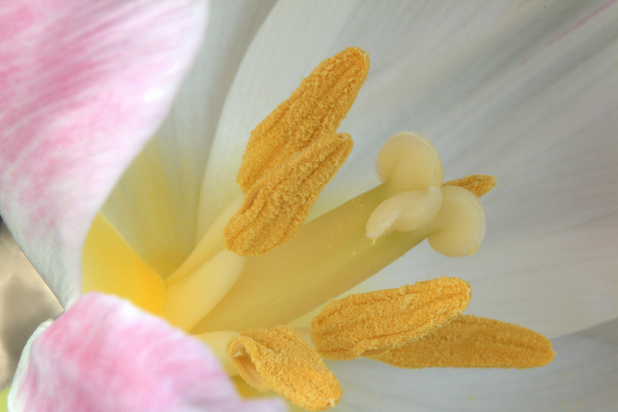 Canon EF 100mm F2.8 Macro USM sample photo. Tulip..... photography