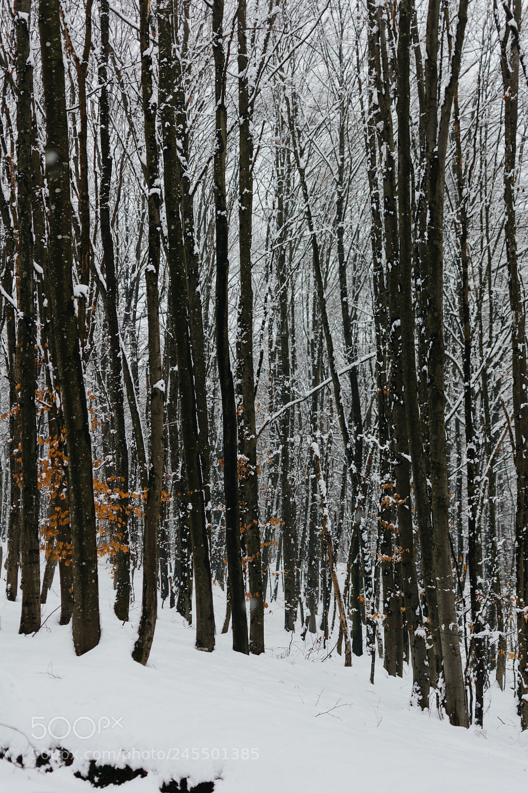 Nikon D5200 sample photo. Serene moments photography
