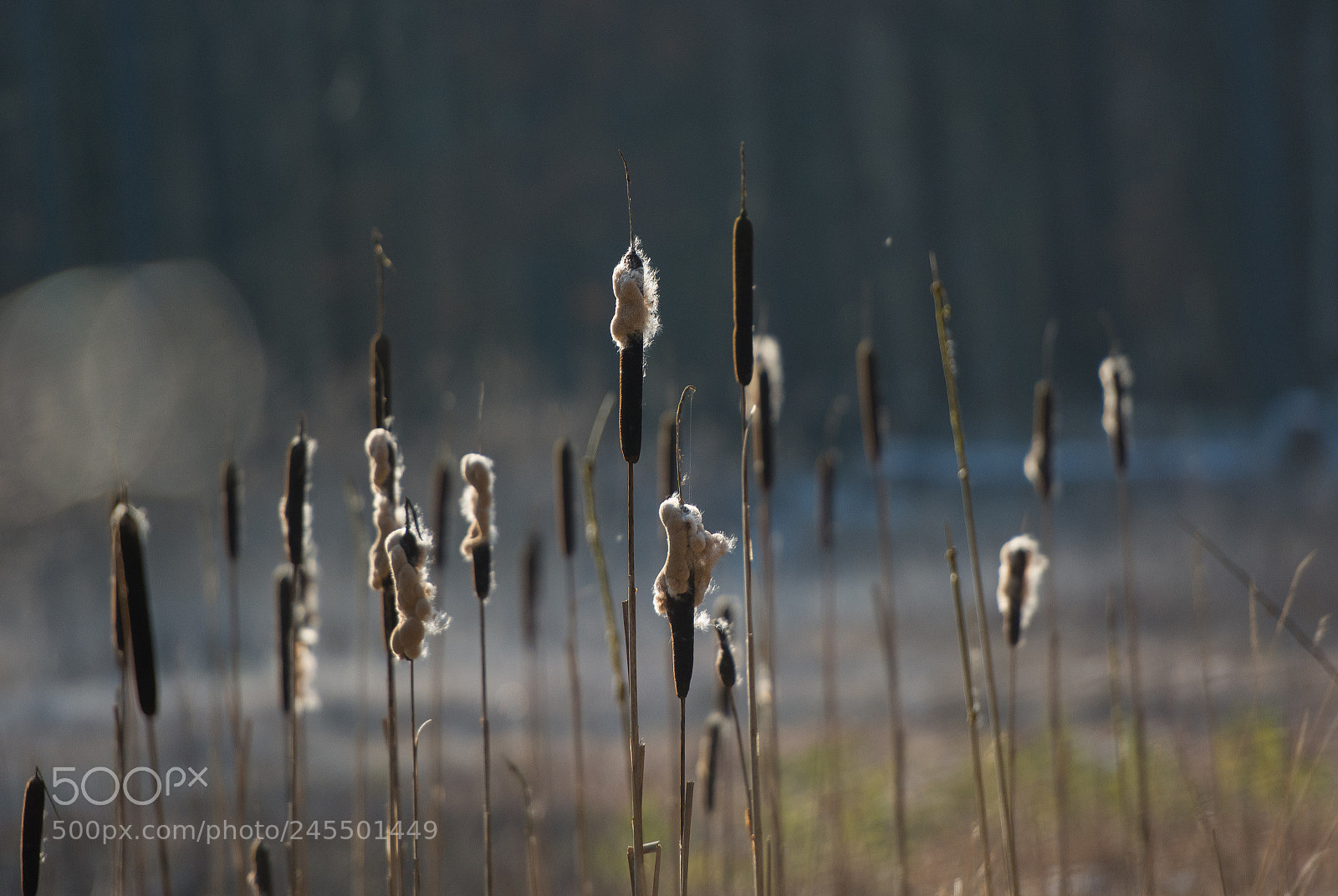 Nikon D7100 sample photo. In the winter sun photography