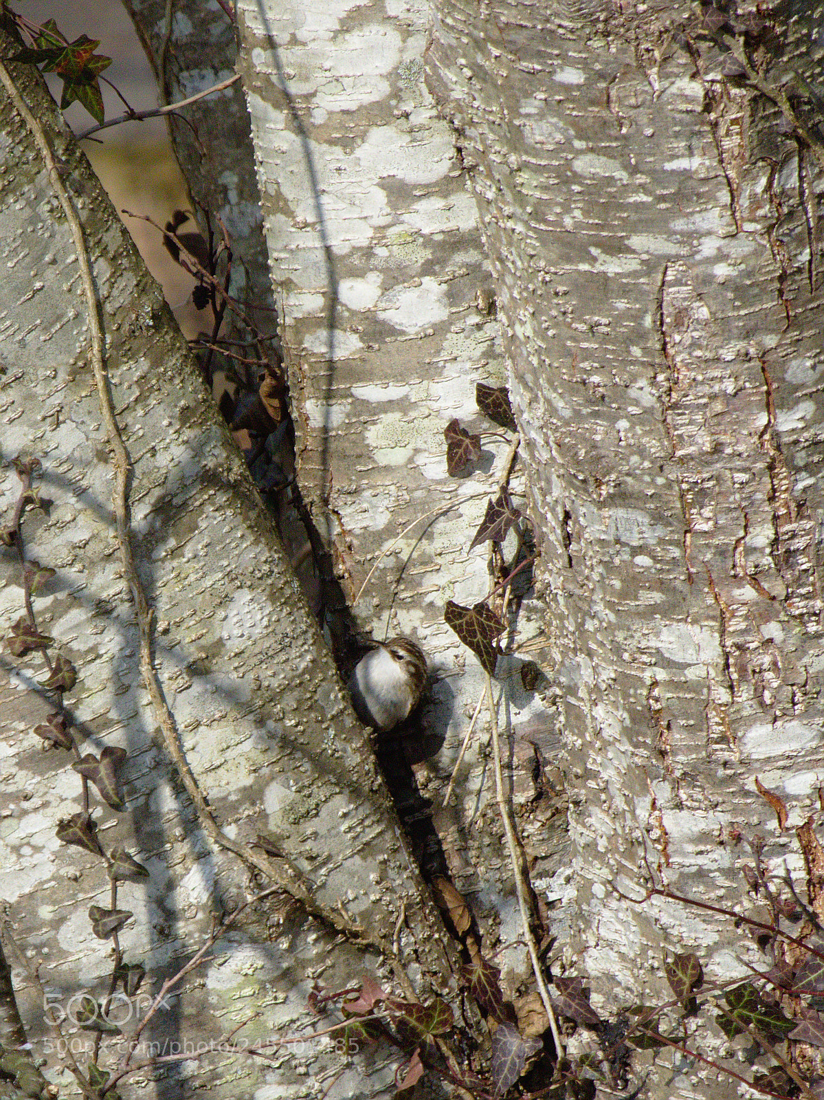 Olympus OM-D E-M10 sample photo. Hiding between the trees photography