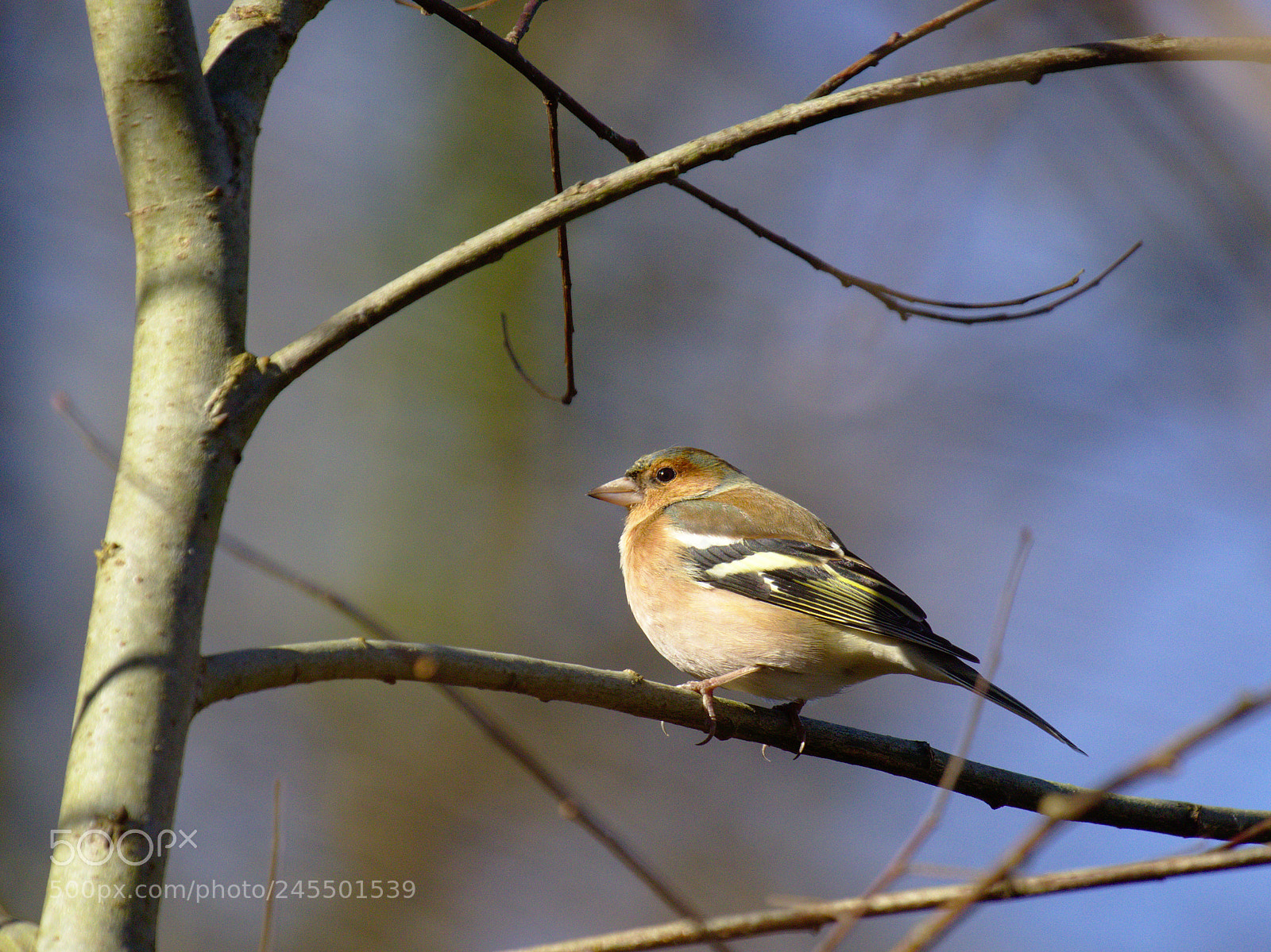 Olympus OM-D E-M10 sample photo. Chaffinch photography