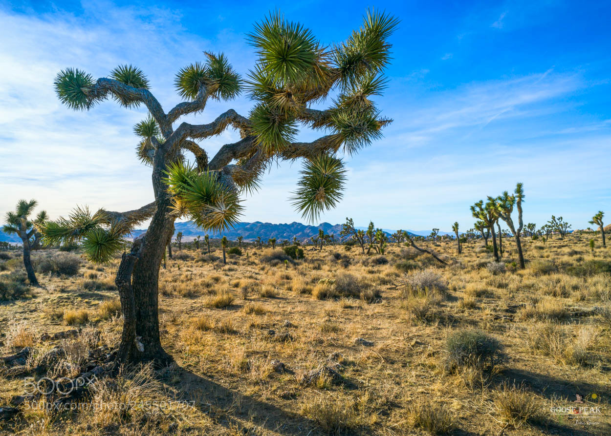 Sony a7R II sample photo. Joshua tree photography