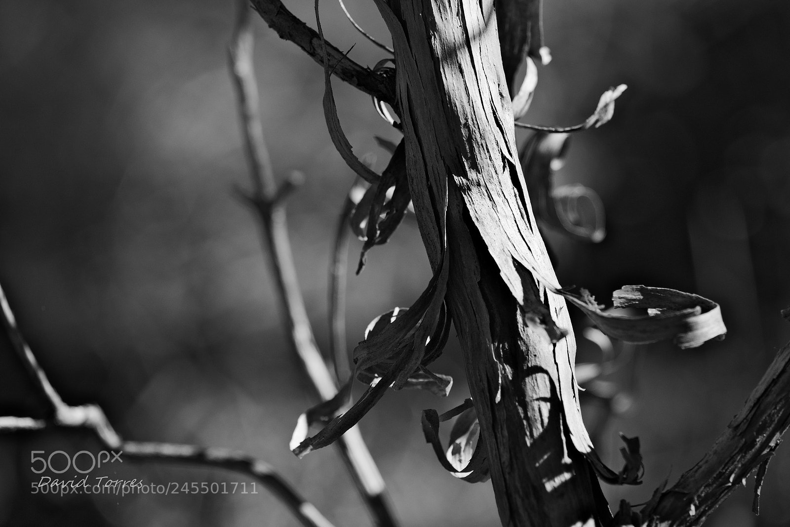 Fujifilm X-T1 sample photo. Untitled photography