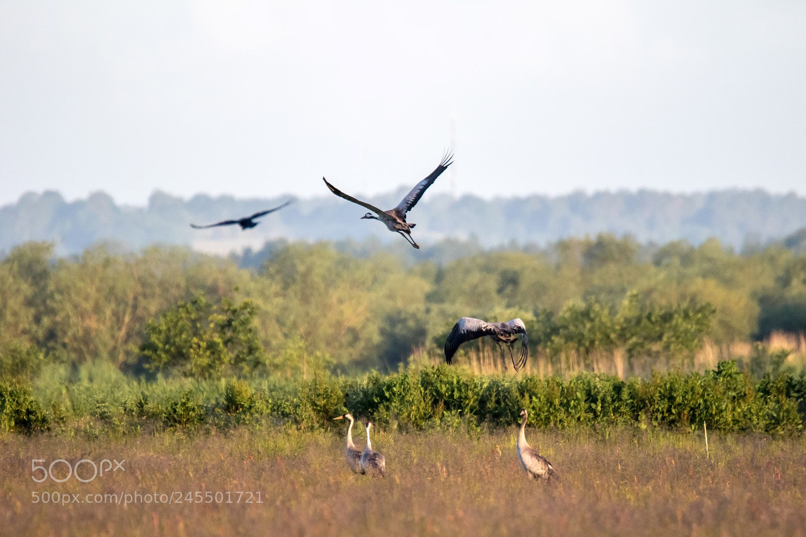 Canon EOS 7D Mark II sample photo. Cranes photography