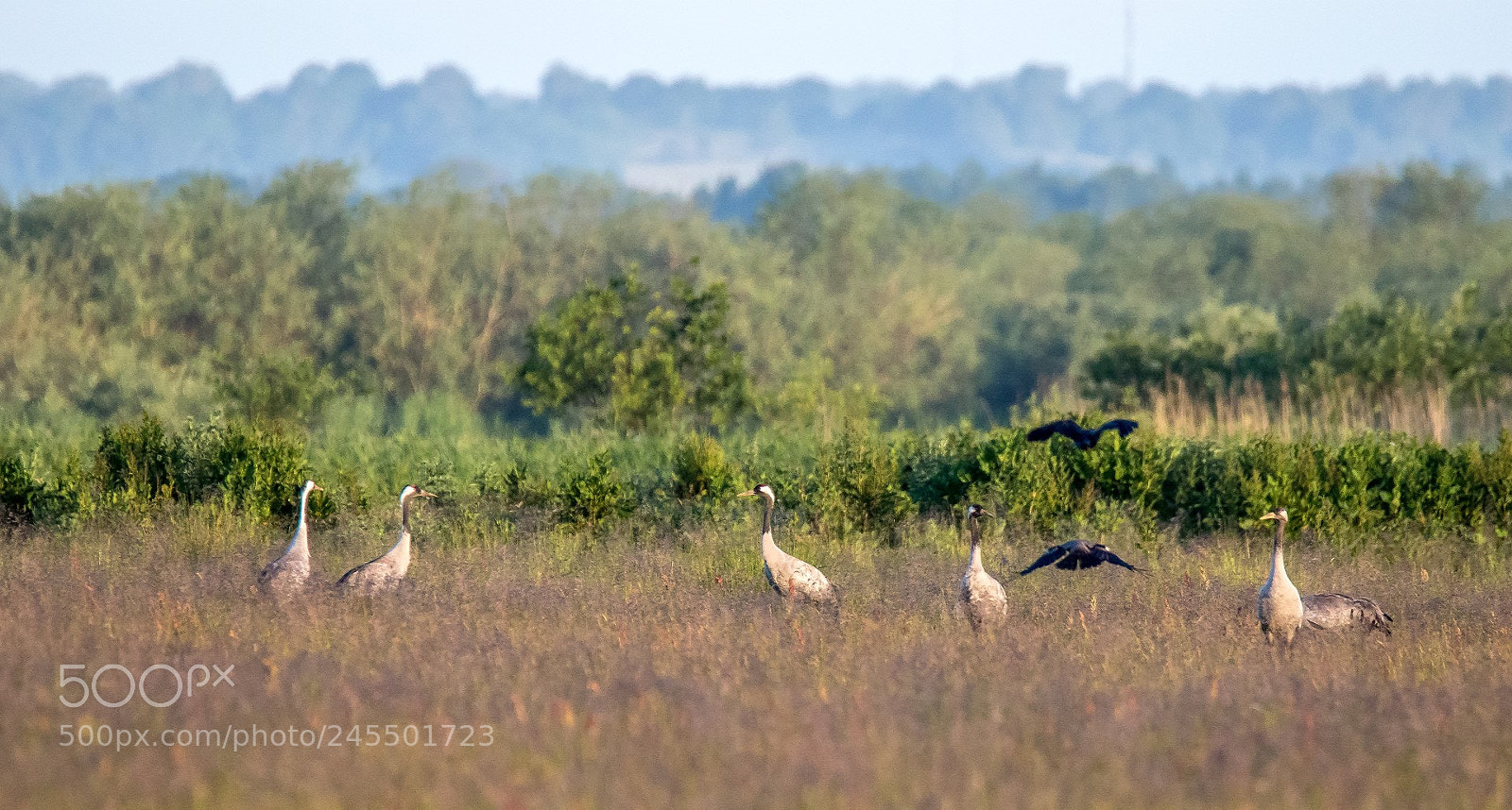 Canon EOS 7D Mark II sample photo. Cranes photography