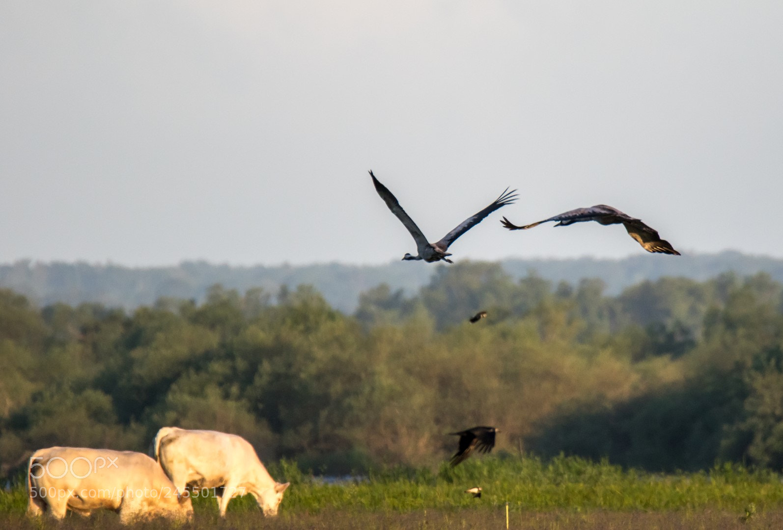Canon EOS 7D Mark II sample photo. Cranes photography