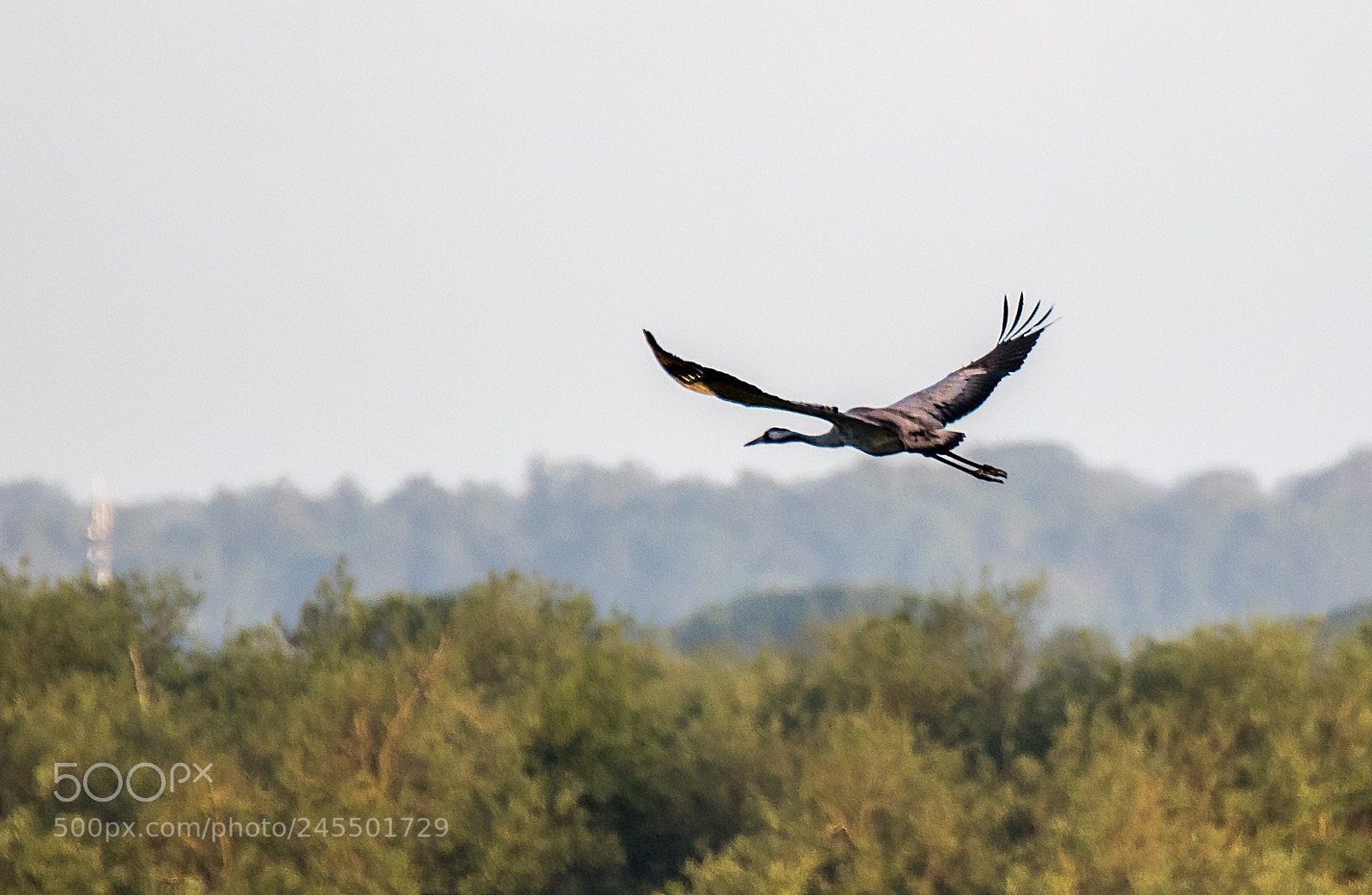 Canon EOS 7D Mark II sample photo. Cranes photography